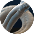 Cysticercus