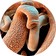 Hakenwurm