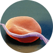 Alveokokkus